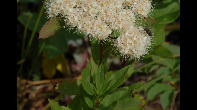 Spiraea betulifolia Birchleaf Spirea, Spiraea betulifolia