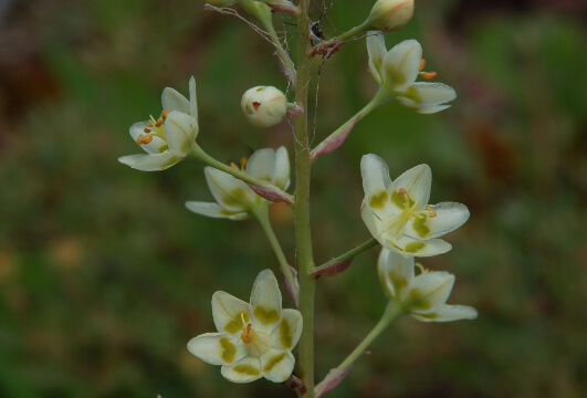 Anticlea elegans Mountain Deathcamas, Anticlea elegans