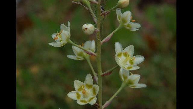 Anticlea elegans Mountain Deathcamas, Anticlea elegans