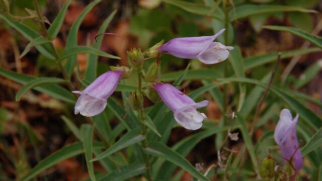 Penstemon fruticosus Shrubby Penstemon, Penstemon fruticosus