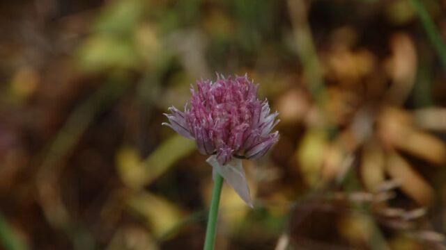 Allium schoenoprasum Wild Chives, Allium schoenoprasum