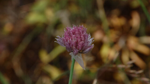 Allium schoenoprasum Wild Chives, Allium schoenoprasum