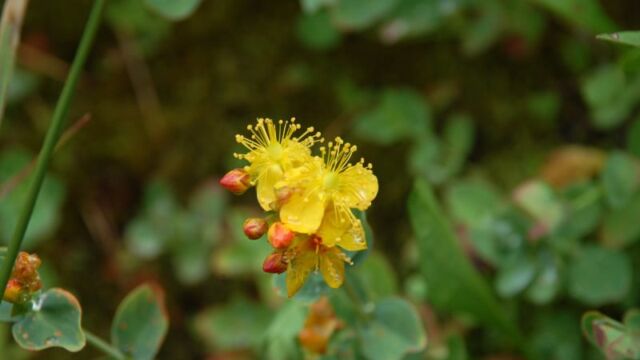 Hypericum formosum Western St. Johnswort, Hypericum formosum