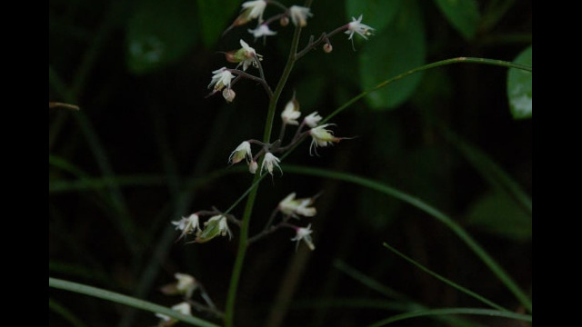 Tiarella trifoliata Threeleaf Foamflower, Tiarella trifoliata