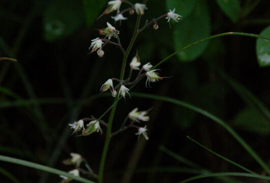Tiarella trifoliata Threeleaf Foamflower, Tiarella trifoliata