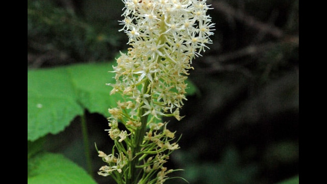 Xerophyllum tenax Beargrass, Xerophyllum tenax