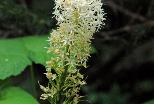 Xerophyllum tenax Beargrass, Xerophyllum tenax