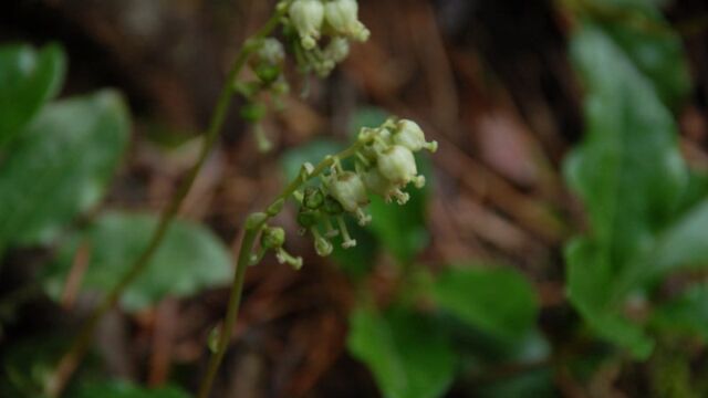 Orthilia secunda One Sided Wintergreen, Orthilia secunda