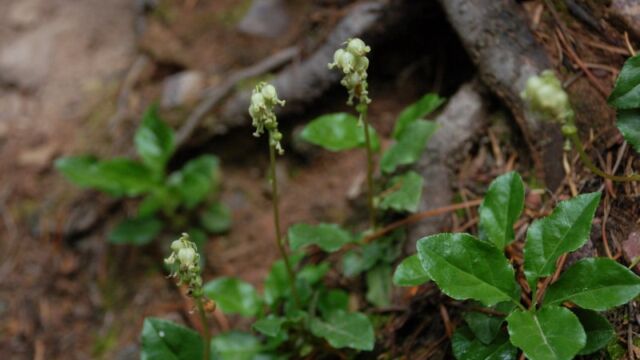 Orthilia secunda One Sided Wintergreen, Orthilia secunda