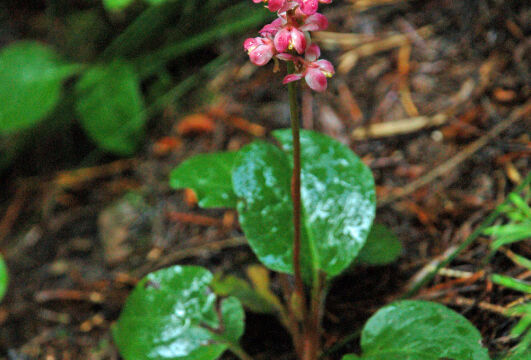 Pyrola asarifolia Pink Wintergreen, Pyrola asarifolia