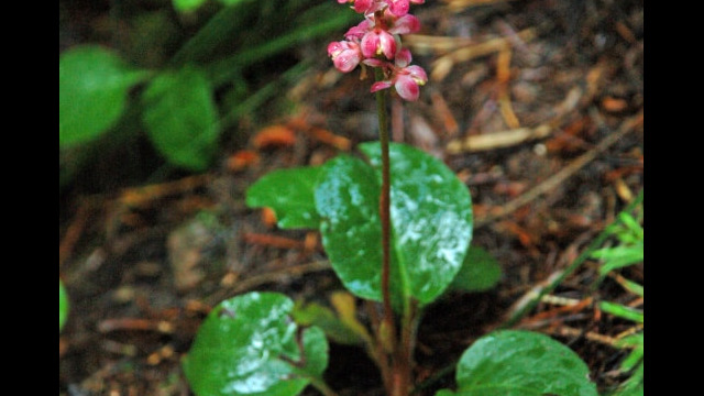 Pyrola asarifolia Pink Wintergreen, Pyrola asarifolia