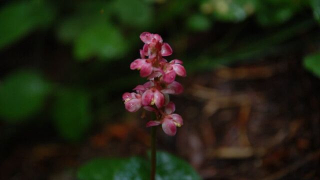 Pyrola asarifolia Pink Wintergreen, Pyrola asarifolia