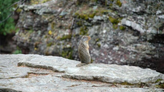 Tourist squirrel looking at the falls