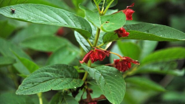 Lonicera involucrata Black Twinberry, Lonicera involucrata