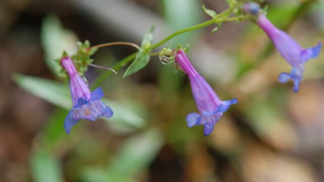 Penstemon attenuatus Taperleaf Penstemon, Penstemon attenuatus