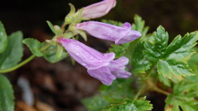 Penstemon montanus Mountain Penstemon, Penstemon montanus
