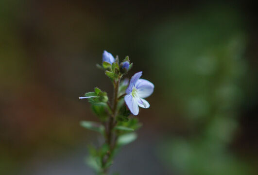Veronica americana American speedwell, Veronica americana