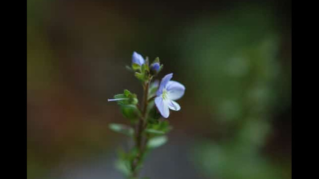 Veronica americana American speedwell, Veronica americana