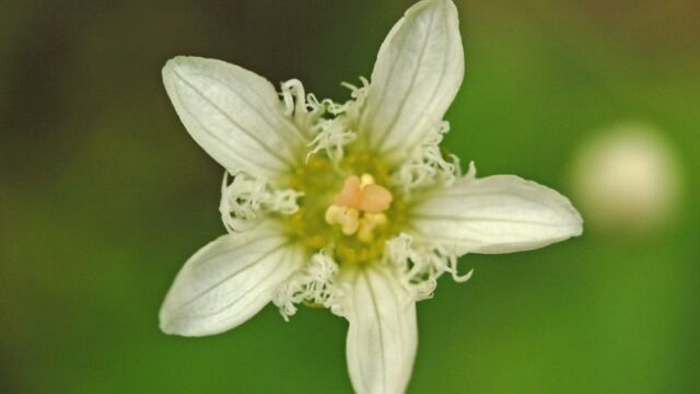 Parnassia fimbriata Fringed Grass of Parnassus, Parnassia fimbriata