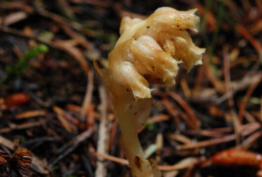 Monotropa hypopitys Pinesap, Monotropa hypopitys