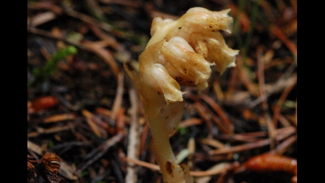 Monotropa hypopitys Pinesap, Monotropa hypopitys