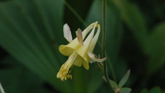 Aquilegia flavescens Yellow Columbine, Aquilegia flavescens