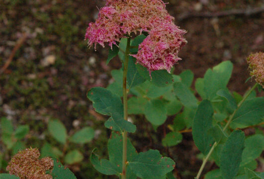 Spiraea splendens Subapline Spirea, Spiraea splendens