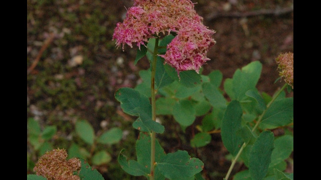 Spiraea splendens Subapline Spirea, Spiraea splendens