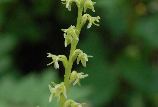 Green Rein orchid (not sure which) Green Rein orchid (not sure which), Piperia sp