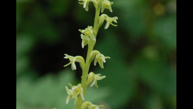 Green Rein orchid (not sure which) Green Rein orchid (not sure which), Piperia sp