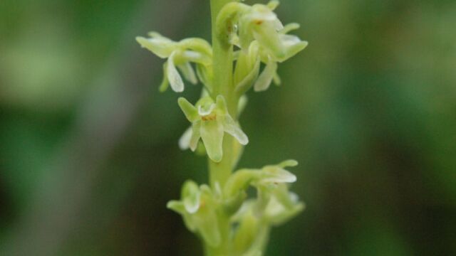 Piperia sp Green Rein orchid (not sure which), Piperia sp