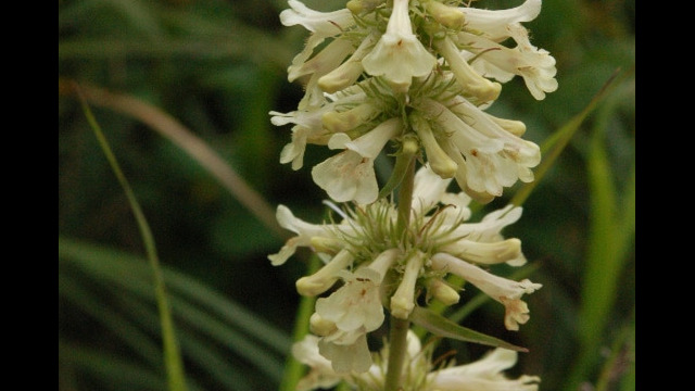 Penstemon confertus Yellow Penstemon, Penstemon confertus