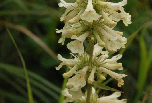 Penstemon confertus Yellow Penstemon, Penstemon confertus