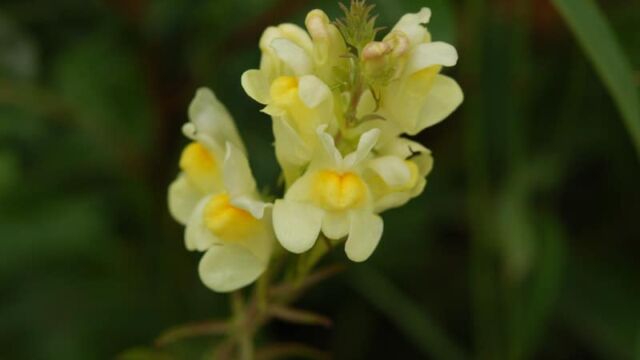 Linaria vulgaris Butter-and-Eggs, Linaria vulgaris