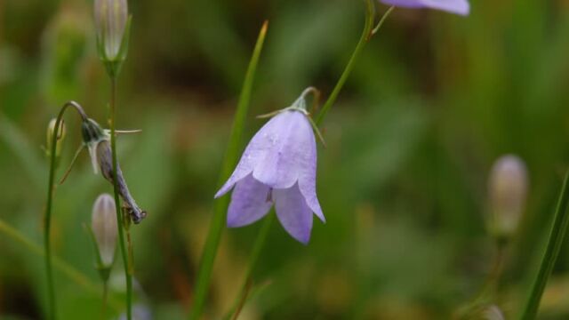 Campanula rotundifolia Harebells, Campanula rotundifolia