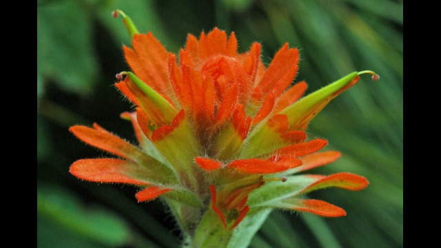 Castilleja Indian Paintbrush, Castilleja sp.