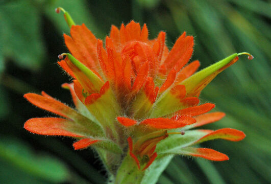 Castilleja Indian Paintbrush, Castilleja sp.