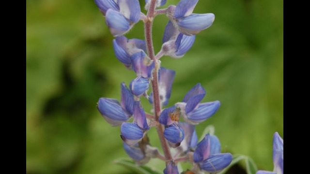 Lupinus argenteus Silvery Lupine, Lupinus argenteus