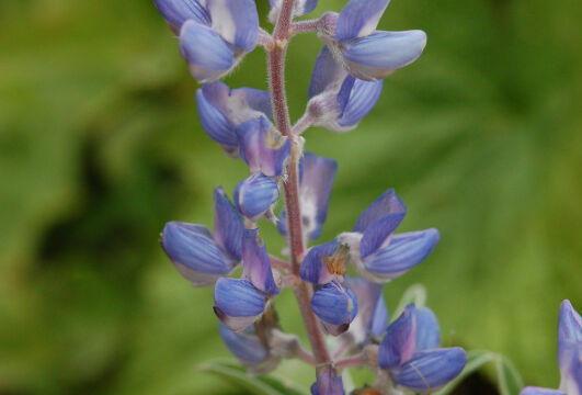 Lupinus argenteus Silvery Lupine, Lupinus argenteus