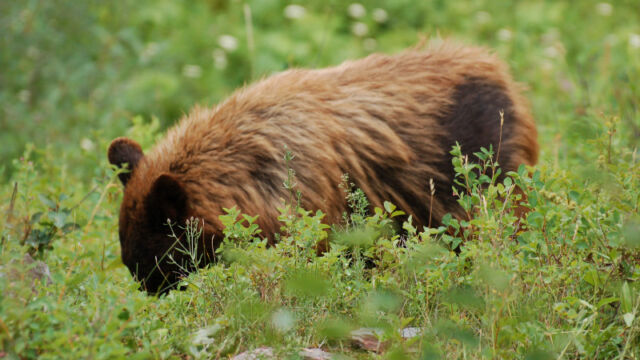 Grizzly!