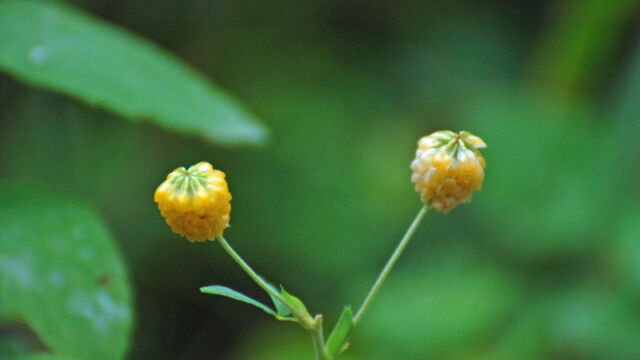 Trifolium sp. Clover, Trifolium sp.