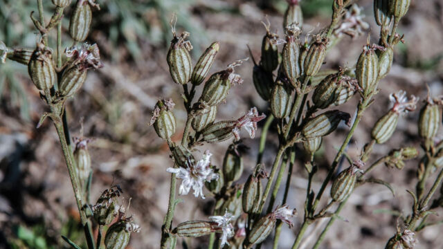 Silene parryi Parry's Catchfly, Silene parryi