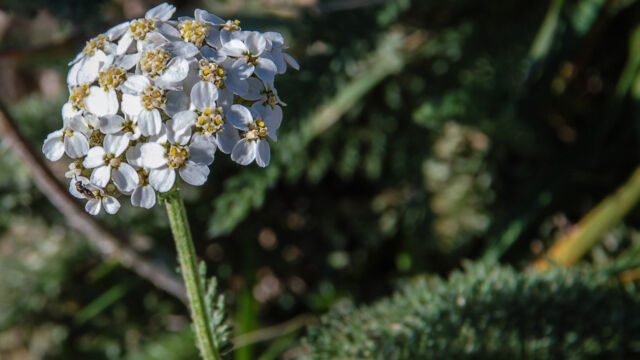 Achillea millefolium Common Yarrow, Achillea millefolium