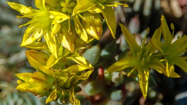 Sedum lanceolatum Spearleaf Stonecrop, Sedum lanceolatum