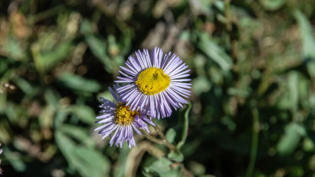 Erigeron speciosus Showy Fleabane, Erigeron speciosus