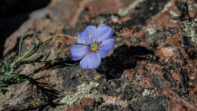 Linum lewisii var. alpicola Lewis's Western Flax, Linum lewisii var. alpicola