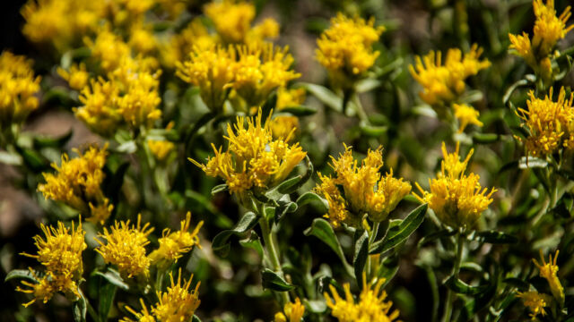 Ericameria nauseosa Rubber Rabbitbrush, aka Chamisa, Ericameria nauseosa