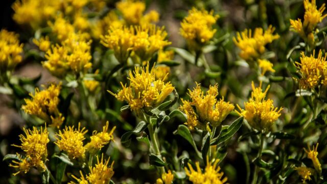 Ericameria nauseosa Rubber Rabbitbrush, aka Chamisa, Ericameria nauseosa