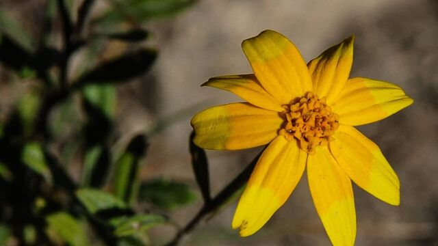 Eriophyllum lanatum Common Woolly Sunflower, Eriophyllum lanatum