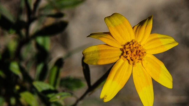 Eriophyllum lanatum Common Woolly Sunflower, Eriophyllum lanatum